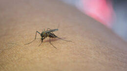 Πώς μπορούμε να αποφύγουμε τα κουνούπια στο σπίτι;